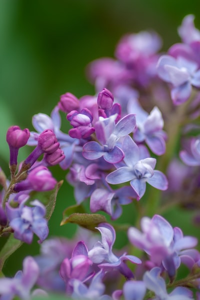 purple-petaled花
